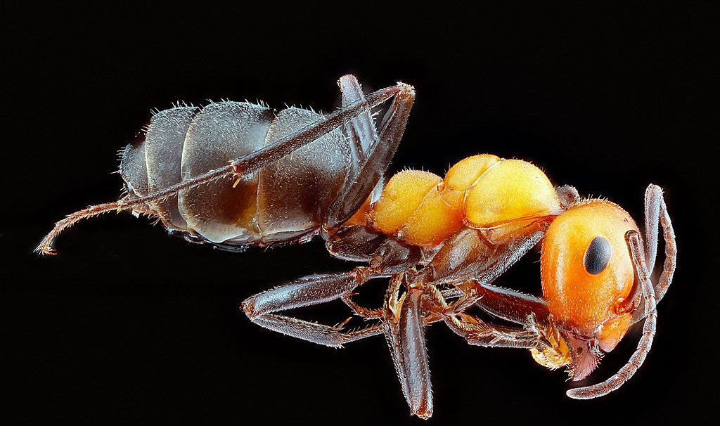 Ant Control service in Holland, MI