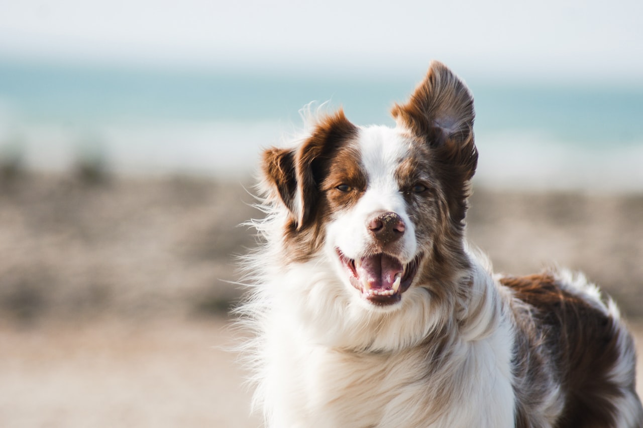 Flea & Tick Control service in Holland, MI