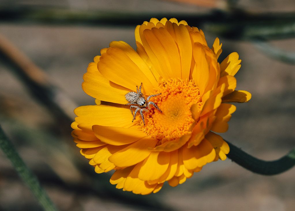 Spider Control service in Holland, MI